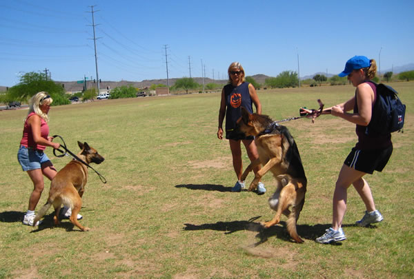 Dog Training Basics On Aggression 2