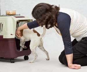 How to make dog accustomed to cage