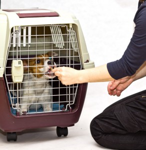 How to make dog accustomed to cage