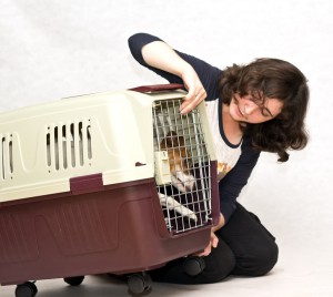 How to make dog accustomed to cage