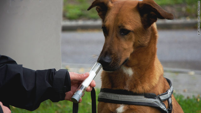 Собаки – детекторы раковых опухолей