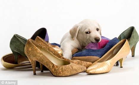 Как отучить собаку грызть обувь?