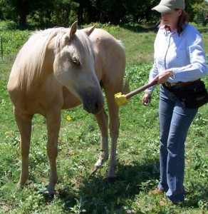 Кликер-тренинг для лошадей