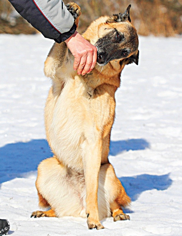 ΠΈΡΠΏΠ°Π½ΡΠΊΠΈΠΉ ΡΠ°Π³ Ρ ΡΠΎΠ±Π°ΠΊ ΠΎΠ±ΡΡΠ΅Π½ΠΈΠ΅. Π‘ΠΌΠΎΡΡΠ΅ΡΡ ΡΠΎΡΠΎ ΠΈΡΠΏΠ°Π½ΡΠΊΠΈΠΉ ΡΠ°Π³ Ρ ΡΠΎΠ±Π°ΠΊ ΠΎΠ±ΡΡΠ΅Π½ΠΈΠ΅. Π‘ΠΌΠΎΡΡΠ΅ΡΡ ΠΊΠ°ΡΡΠΈΠ½ΠΊΡ ΠΈΡΠΏΠ°Π½ΡΠΊΠΈΠΉ ΡΠ°Π³ Ρ ΡΠΎΠ±Π°ΠΊ ΠΎΠ±ΡΡΠ΅Π½ΠΈΠ΅. ΠΠ°ΡΡΠΈΠ½ΠΊΠ° ΠΏΡΠΎ ΠΈΡΠΏΠ°Π½ΡΠΊΠΈΠΉ ΡΠ°Π³ Ρ ΡΠΎΠ±Π°ΠΊ ΠΎΠ±ΡΡΠ΅Π½ΠΈΠ΅. Π€ΠΎΡΠΎ ΠΈΡΠΏΠ°Π½ΡΠΊΠΈΠΉ ΡΠ°Π³ Ρ ΡΠΎΠ±Π°ΠΊ ΠΎΠ±ΡΡΠ΅Π½ΠΈΠ΅ ΠΈΡΠΏΠ°Π½ΡΠΊΠΈΠΉ ΡΠ°Π³ Ρ ΡΠΎΠ±Π°ΠΊ ΠΎΠ±ΡΡΠ΅Π½ΠΈΠ΅. Π‘ΠΌΠΎΡΡΠ΅ΡΡ ΡΠΎΡΠΎ ΠΈΡΠΏΠ°Π½ΡΠΊΠΈΠΉ ΡΠ°Π³ Ρ ΡΠΎΠ±Π°ΠΊ ΠΎΠ±ΡΡΠ΅Π½ΠΈΠ΅. Π‘ΠΌΠΎΡΡΠ΅ΡΡ ΠΊΠ°ΡΡΠΈΠ½ΠΊΡ ΠΈΡΠΏΠ°Π½ΡΠΊΠΈΠΉ ΡΠ°Π³ Ρ ΡΠΎΠ±Π°ΠΊ ΠΎΠ±ΡΡΠ΅Π½ΠΈΠ΅. ΠΠ°ΡΡΠΈΠ½ΠΊΠ° ΠΏΡΠΎ ΠΈΡΠΏΠ°Π½ΡΠΊΠΈΠΉ ΡΠ°Π³ Ρ ΡΠΎΠ±Π°ΠΊ ΠΎΠ±ΡΡΠ΅Π½ΠΈΠ΅. Π€ΠΎΡΠΎ ΠΈΡΠΏΠ°Π½ΡΠΊΠΈΠΉ ΡΠ°Π³ Ρ ΡΠΎΠ±Π°ΠΊ ΠΎΠ±ΡΡΠ΅Π½ΠΈΠ΅