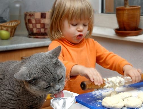 Если кошка ходит по столу что с ней делать. Смотреть фото Если кошка ходит по столу что с ней делать. Смотреть картинку Если кошка ходит по столу что с ней делать. Картинка про Если кошка ходит по столу что с ней делать. Фото Если кошка ходит по столу что с ней делать