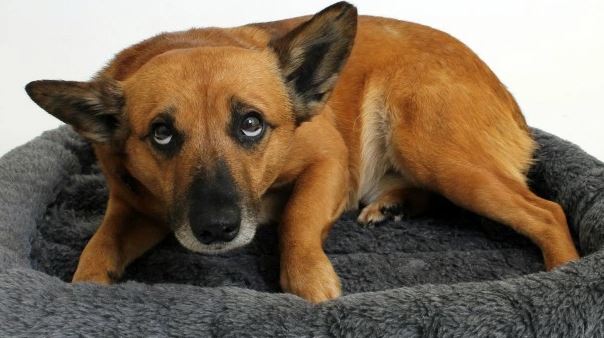 Здесь собака испуганно смотрит исподлобья: это ее обычное состояние или только во время фотографии?