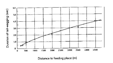 Duration of tail-wagging dance – Продолжительность танца с вилянием брюшком (секунд) Distance to feeding place – Расстояние до места кормления (м) Рис. 2. Продолжительность пробега с виляния брюшком для мест кормления, находящихся на разных расстояниях, на основе данных видеозаписей.