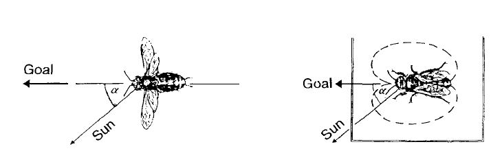 Рисунок 8. Принцип указания направления во время танца на горизонтальной плоскости. Пчела (справа) при движении с вилянием брюшком располагается так, что она смотрит на солнце под тем же углом, что и во время предшествующего полета в место для кормления (слева).
