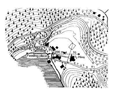 Рис. 9. Наблюдательный улей в Брунвинквилле на Вольфгангзее и линия полета группы пронумерованных пчел на место для кормления в направлении 200 м на запад.