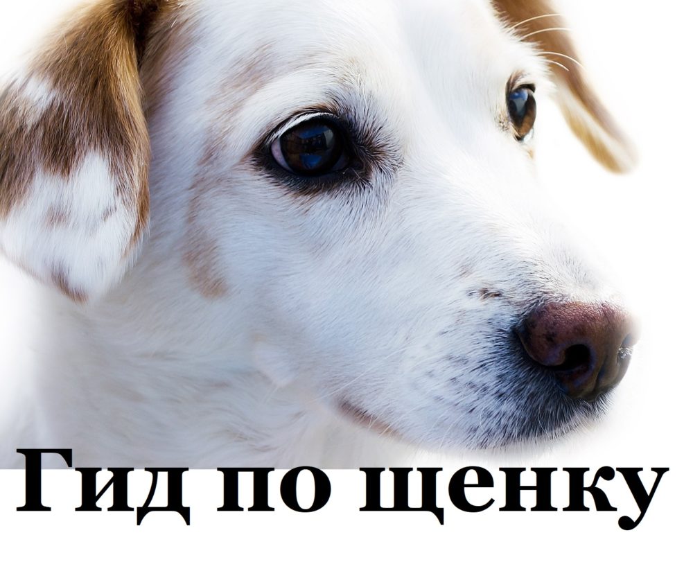 puppy-guide