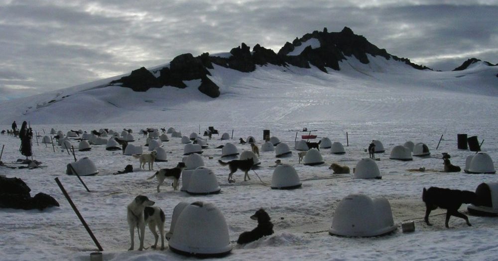 sledge-dogs