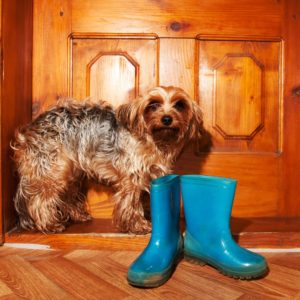 9 простых способов отучить собаку выть дома
