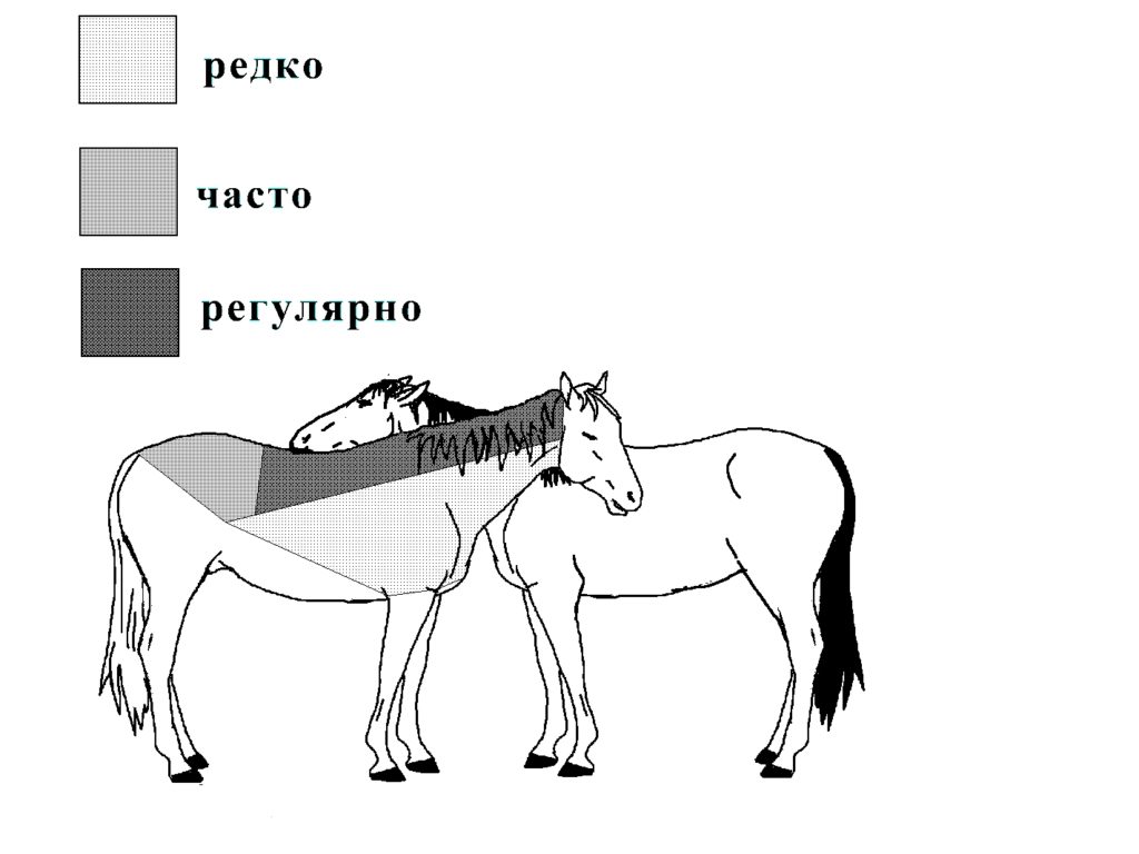 Этология лошадей презентация