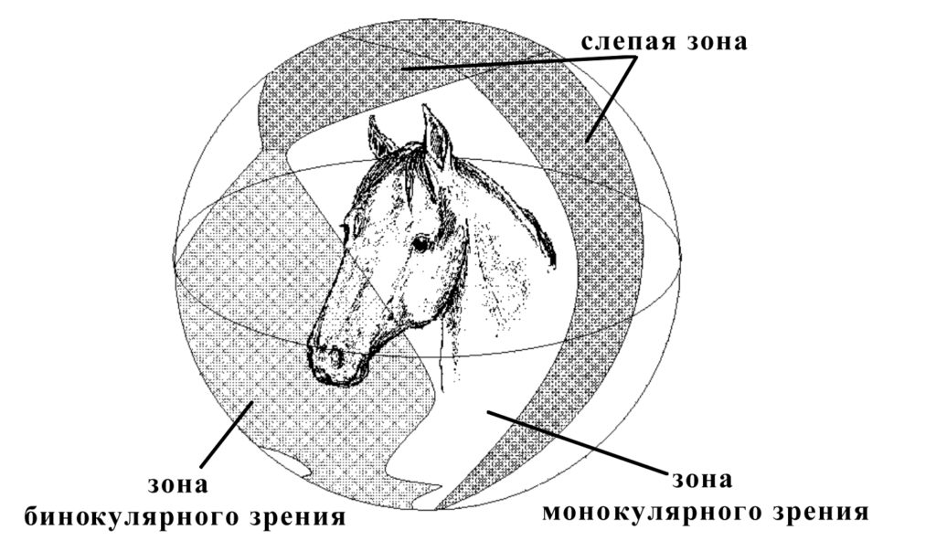 Как видят лошади фото