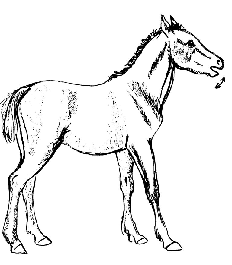 Если жеребенку страшно (снэппинг)